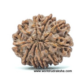 Rudraksha Energy Crystal Pyramid