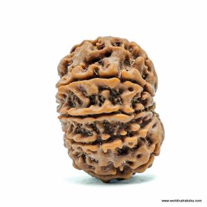 Rudraksha Tulsi Combo Mala